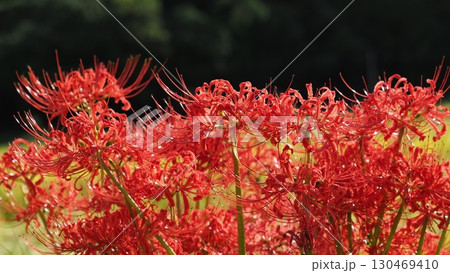 彼岸花／ヒガンバナ(Lycoris radiata) 130469410