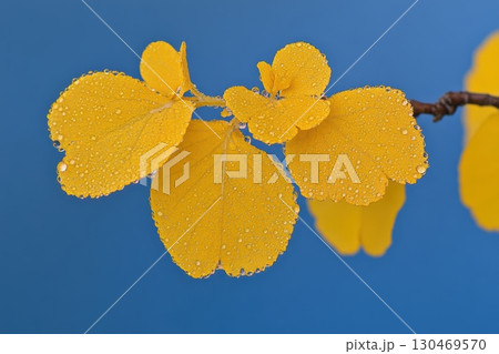 Bright yellow leaves adorned with dew against a blue background in early morning light Bright yellow leaves adorned with dew against a blue background in early morning light 130469570