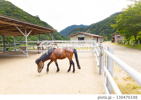 目保呂ダム馬事公園 対州馬 目保呂ダム馬事公園 対州馬 130470198