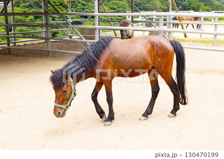 目保呂ダム馬事公園 対州馬 目保呂ダム馬事公園 対州馬 130470199