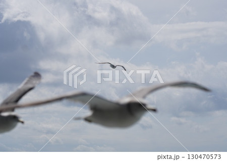 かもめの海渡り 130470573