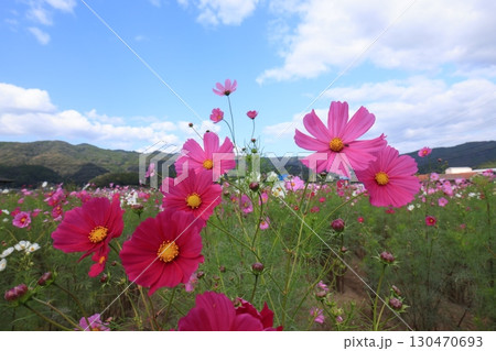 コスモス畑6331 130470693