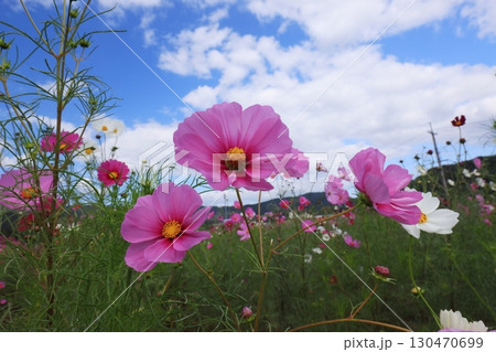 コスモス畑6343 130470699