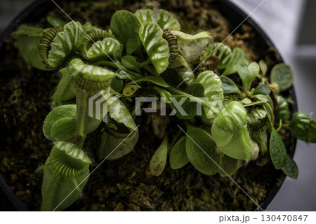 セファロタス 食虫植物 観葉植物 セファロタス 食虫植物 観葉植物 130470847