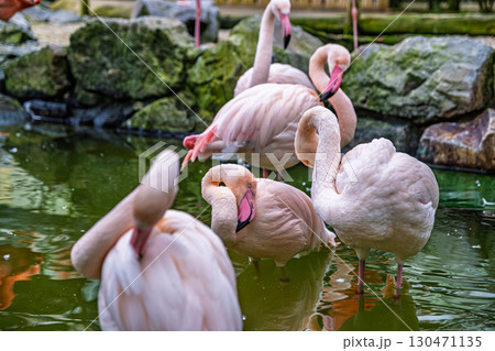 【#動物園】フラミンゴ 【#動物園】フラミンゴ 130471135