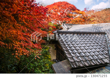 Aerial view Rurikoin Temple by red maple leaves in autumn, Kyoto Aerial view Rurikoin Temple by red maple leaves in autumn, Kyoto 130471255
