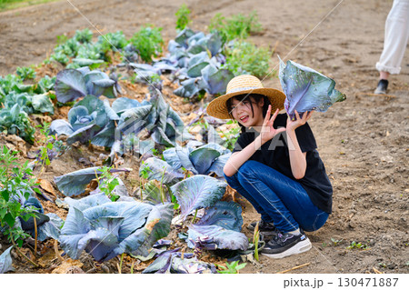 畑でキャベツを収穫する女の子 130471887