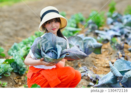 畑でキャベツを収穫する女の子 130472116