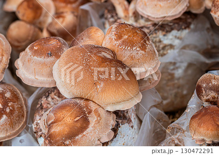 Shiitake mushrooms farm Shiitake mushrooms farm 130472291