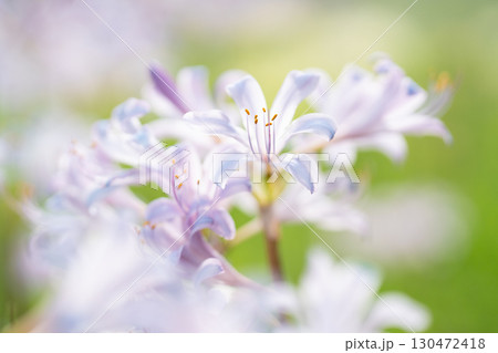 光に透ける淡いリコリスの花 130472418