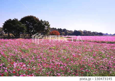 コスモスのある風景 コスモスのある風景 130473145