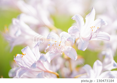 光に透ける白いリコリスの花 130473184