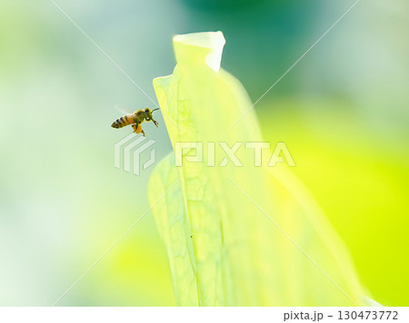 黄色い花に飛ぶ蜜蜂 黄色い花に飛ぶ蜜蜂 130473772