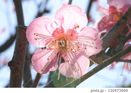 春の訪れを告げる梅の花 春の訪れを告げる梅の花 130473809