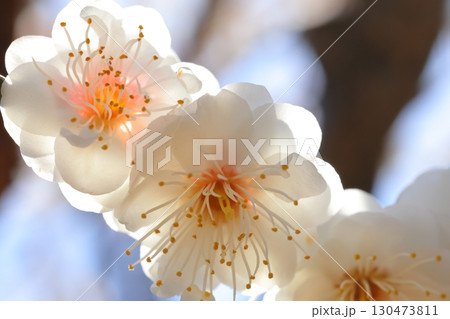 白い梅の花 白い梅の花 130473811
