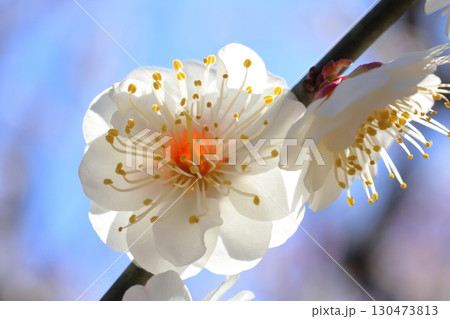 白い梅の花 130473813