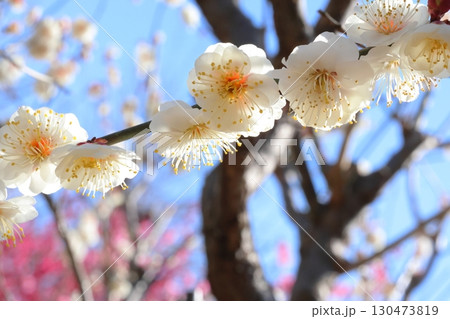白い梅の花 130473819