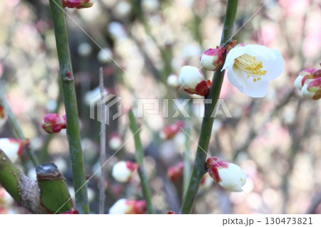 白い梅の花 白い梅の花 130473821