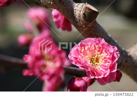 春を告げる紅梅の花 130473822