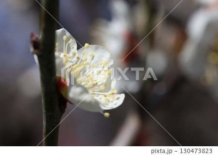 白い梅の花 白い梅の花 130473823