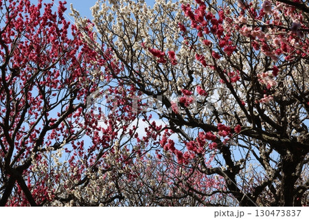青空に映える梅の花 130473837