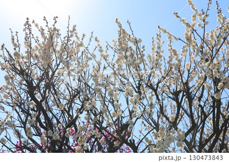 梅の花のある風景 梅の花のある風景 130473843