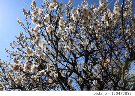 梅の花が咲いた 梅の花が咲いた 130473855