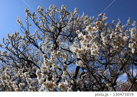 青空に映える白梅 青空に映える白梅 130473859
