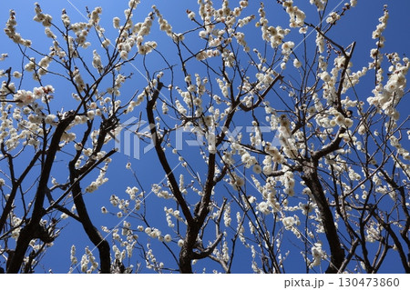 春を待つ梅の花 130473860