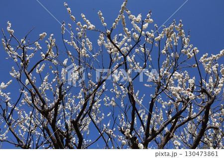 青空に映える白梅 130473861