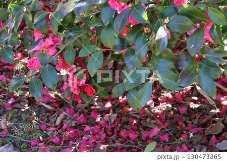散った山茶花 散った山茶花 130473865