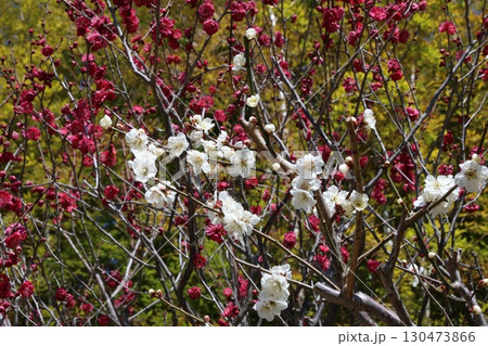 白い梅と紅梅 130473866