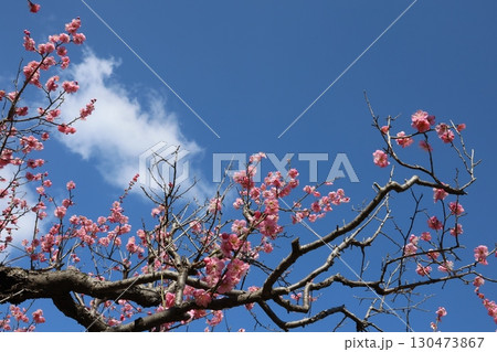 青空に映える梅の花 青空に映える梅の花 130473867