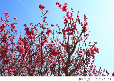 青空に映える紅梅 130473874