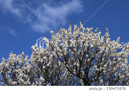 青空に映える白梅 130473876