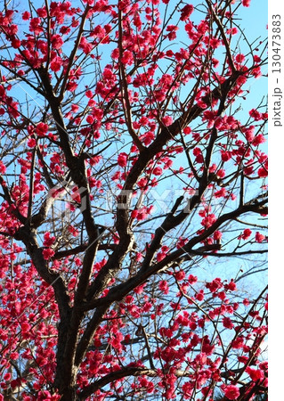 青空に映える紅梅 130473883