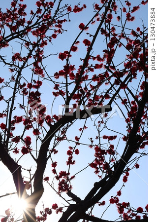 青空に映える紅梅 130473884