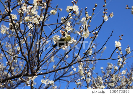 梅の蜜を吸うメジロ 梅の蜜を吸うメジロ 130473893
