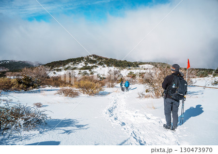 Hikers walking snowy trail on Hallasan Eorimok Trail, Jeju Island 130473970