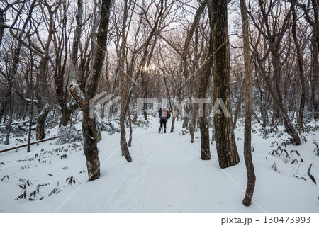 Winter forest with snow and sunlight on Eorimok Trail, Hallasan, Jeju Island 130473993