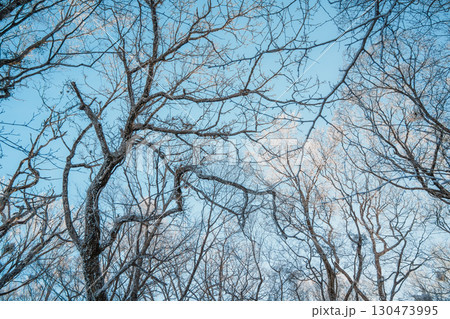 Bare winter tree branches against blue sky on Hallasan, Jeju Island 130473995