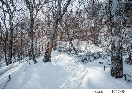 Sunlight over snowy winter forest on Eorimok Trail, Hallasan, Jeju Island Sunlight over snowy winter forest on Eorimok Trail, Hallasan, Jeju Island 130474002