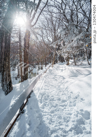 Sunlight over snowy winter forest on Eorimok Trail, Hallasan, Jeju Island 130474004