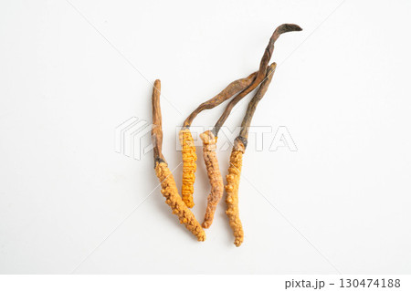 Cordyceps sinensis or Ophiocordyceps sinensis isolated on white background, mushroom herb treatment medicine. 130474188