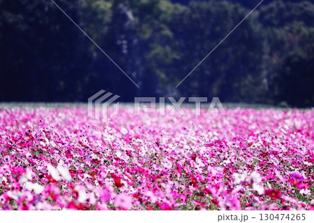 森の中の満開のコスモスの花 森の中の満開のコスモスの花 130474265
