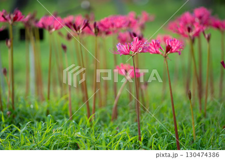 彼岸花が咲く草原の風景 130474386