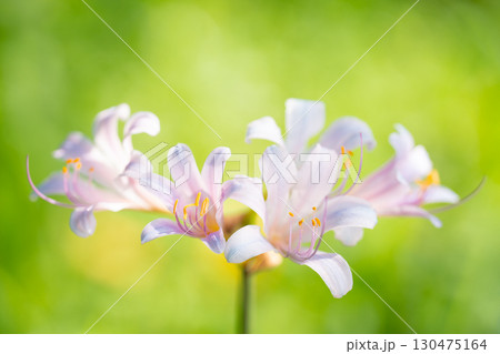 夏光に映えるリコリスの花 130475164