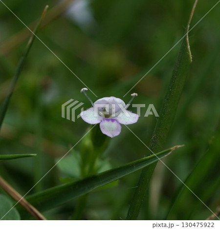 ウリクサの花 ウリクサの花 130475922