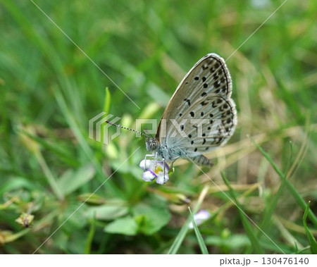 ウリクサの花の蜜を吸うシジミチョウ 130476140