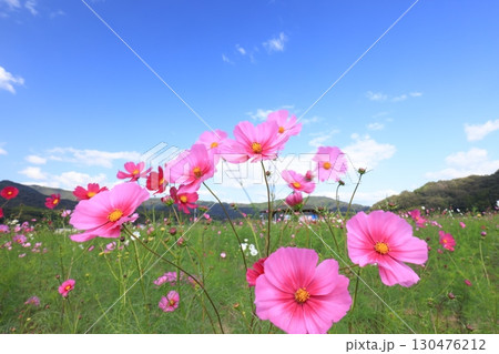 コスモス畑6398 130476212